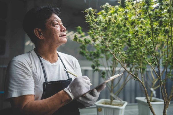 Quelles sont les étapes pour acheter du CBD en ligne ?