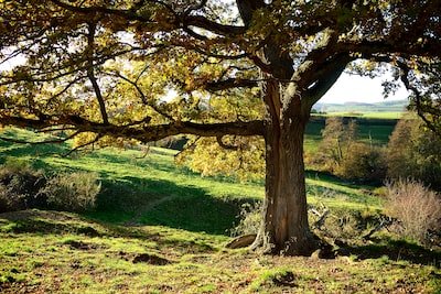 Comment construire un arbre généalogique ?
